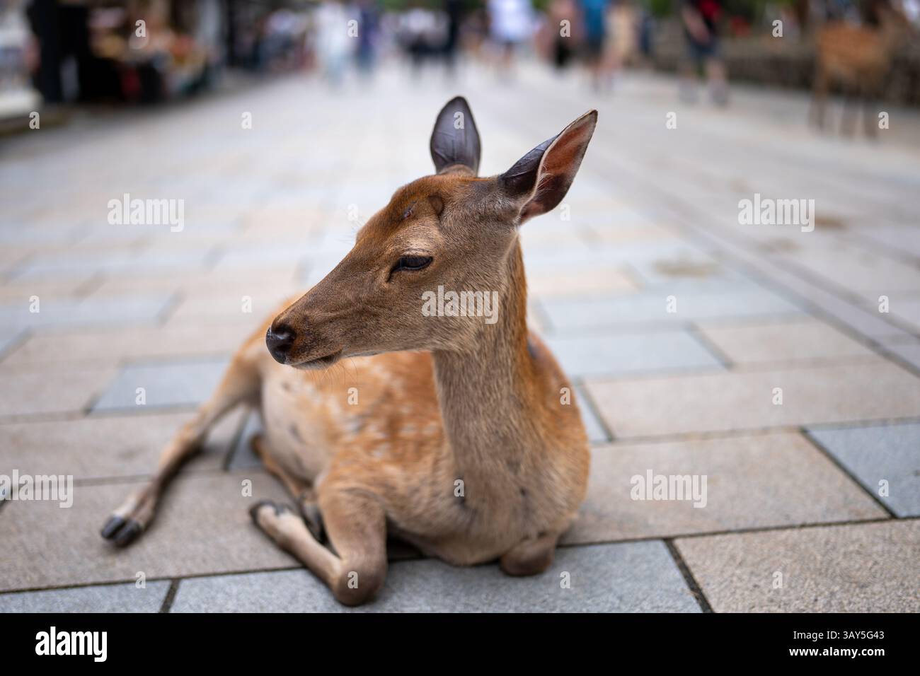Nara, Giappone - 14.07.2024: Cervi a Nara Foto Stock