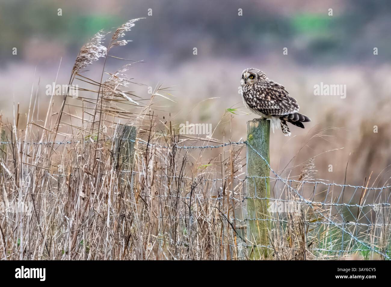 Gufo dalle orecchie corte arroccato su una recinzione in un campo di erba lunga - Cambridgeshire Fens Foto Stock