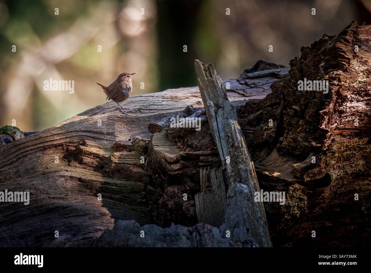 Wren poggia su un log nella nuova foresta - vista laterale - spazio per il testo Foto Stock