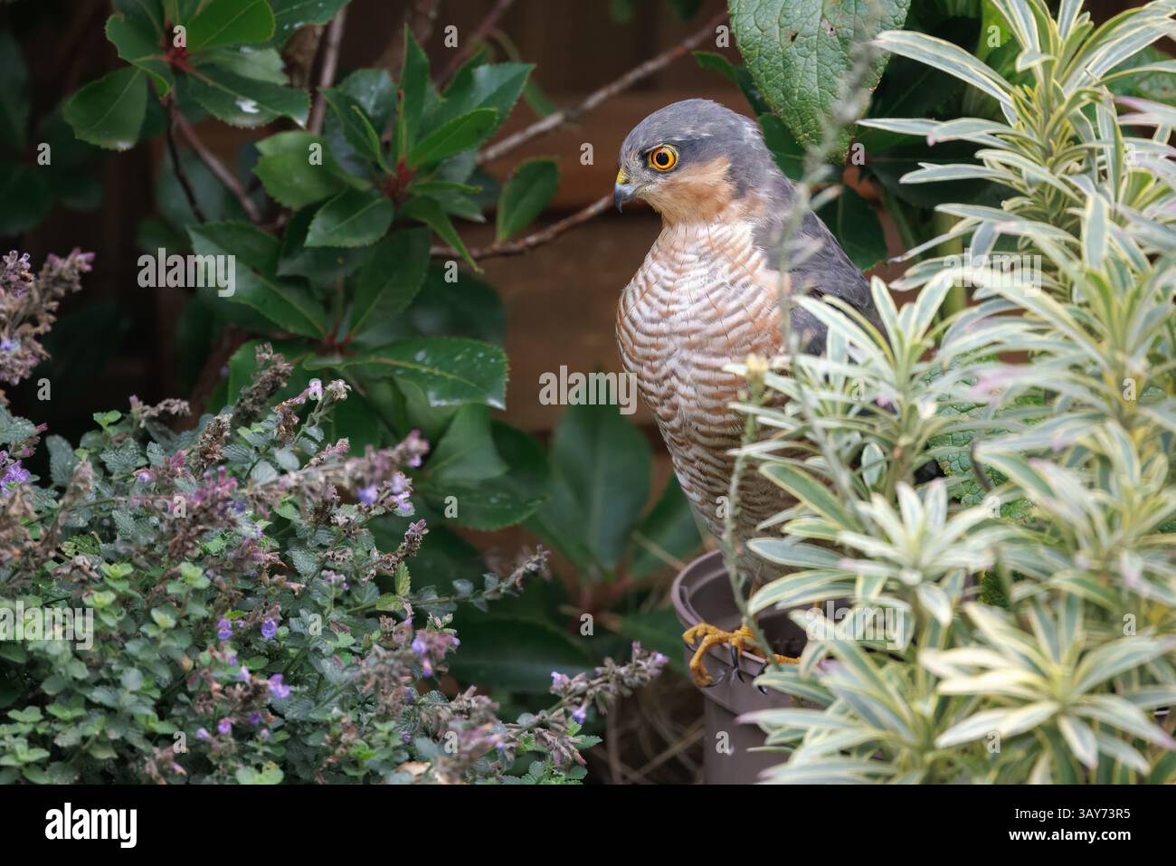 Maschio Sparrow Hawk Sparrowhawk [ Accipiter nisus ] Foto Stock
