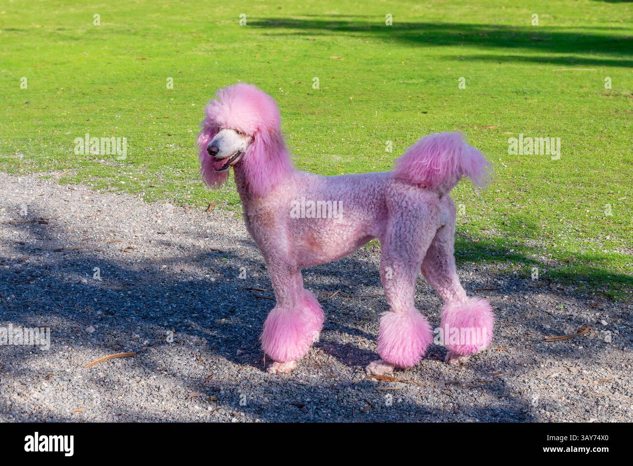 Foto di un barboncino rosa tinto di rosa in un parco per cani in Florida Foto Stock