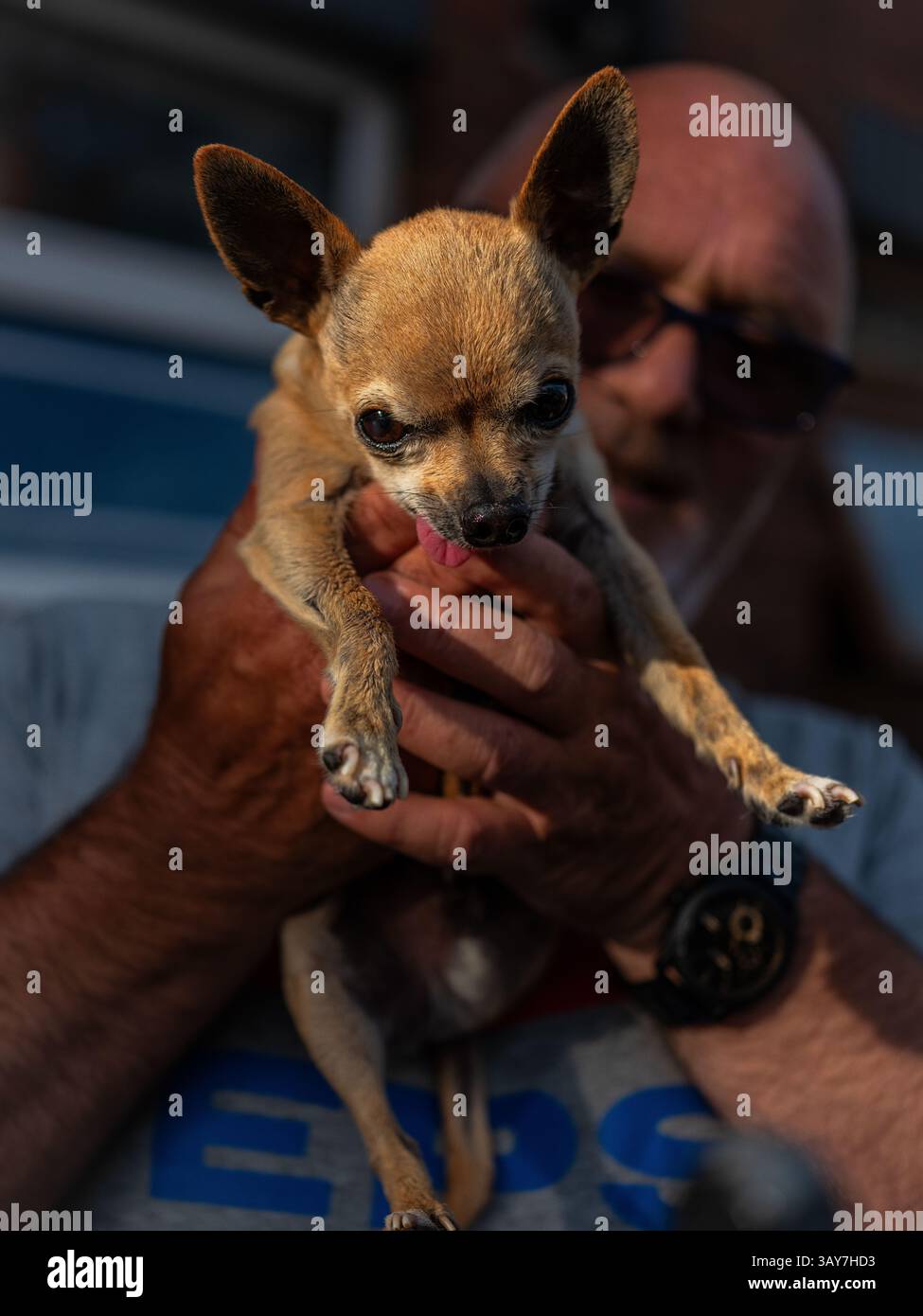 Un uomo che tiene in mano un cane Chihuahua con la lingua che si stacca. Foto Stock