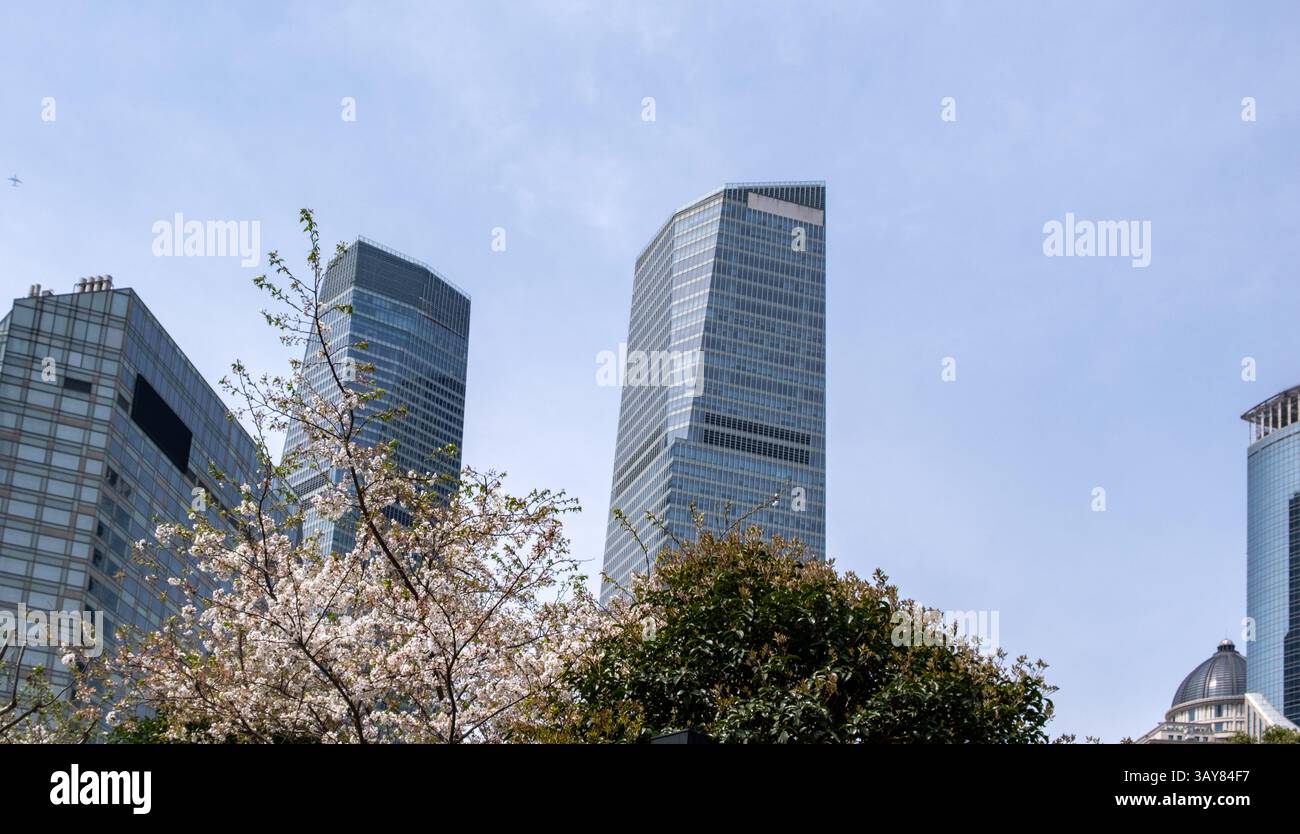 Alti edifici e fiori di ciliegio. Shanghai. Cina, architettura moderna e natura, primavera. Foto Stock