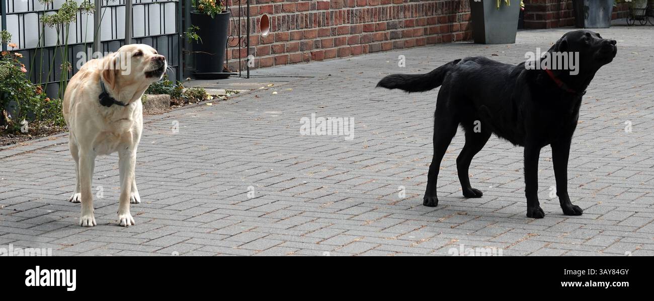 Labrador Retrievers nero e giallo che abbaiano. Sorvegliano la casa. Foto Stock