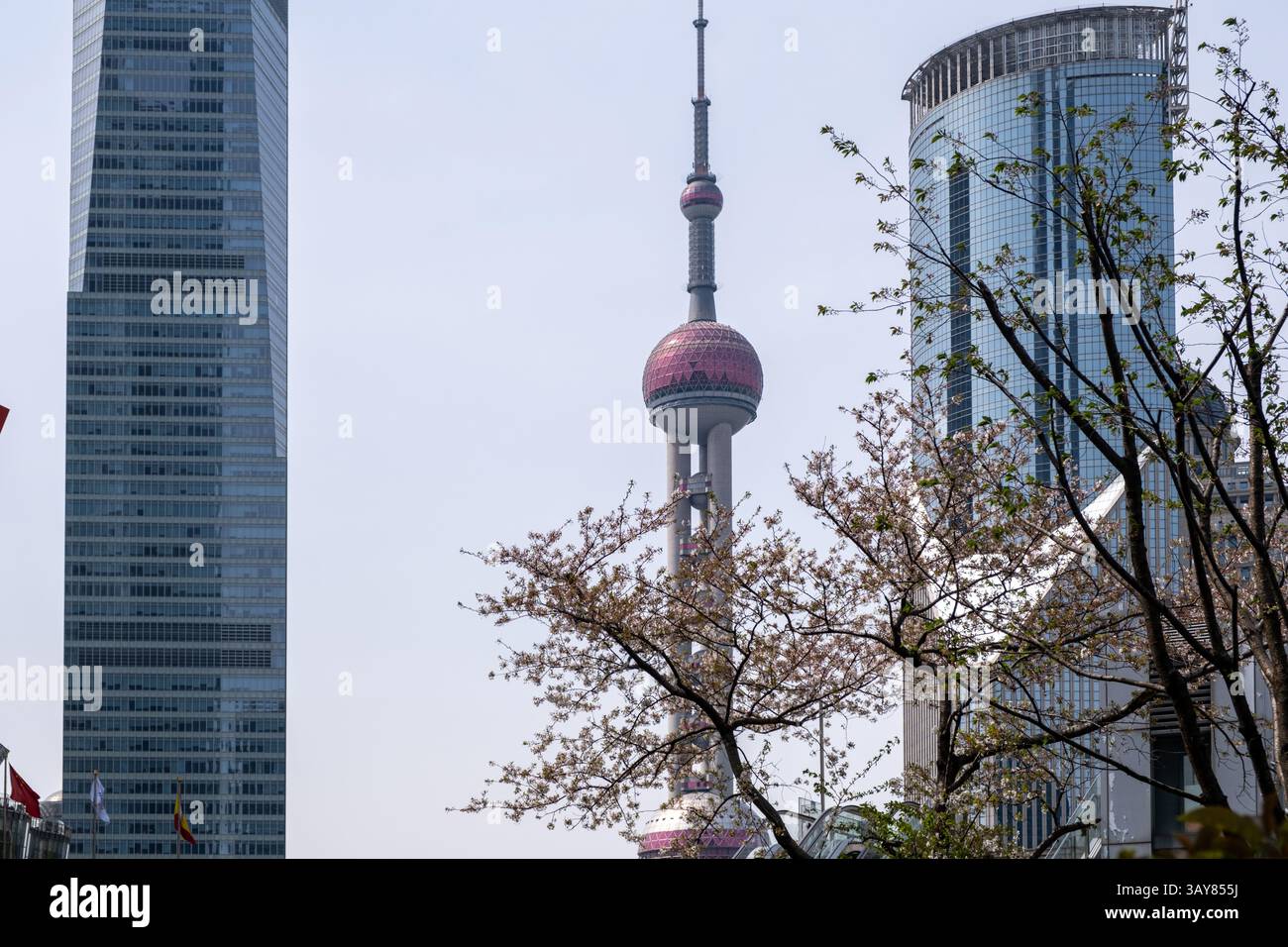 Cina, Shanghai. Alti edifici e fiori di ciliegio. Architettura moderna e natura, Springtime. Foto Stock
