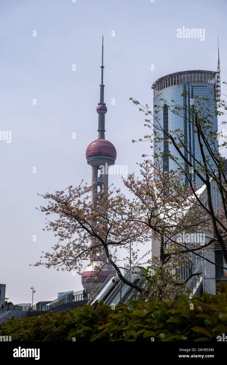 Cina, Shanghai. Alti edifici e fiori di ciliegio. Architettura moderna e natura, Springtime. Foto Stock