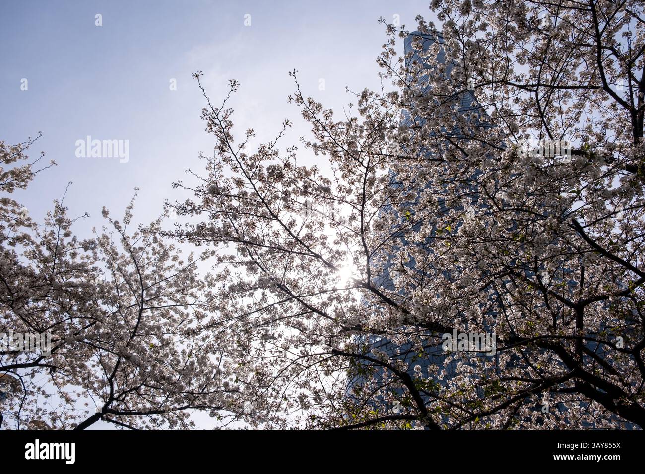 Alti edifici e fiori di ciliegio con vista ad angolo basso. Shanghai. Cina, architettura moderna e natura, primavera. Foto Stock