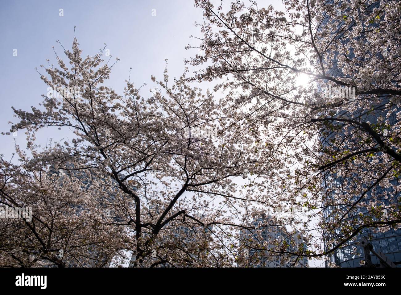 Alti edifici e fiori di ciliegio con vista ad angolo basso. Shanghai. Cina, architettura moderna e natura, primavera. Foto Stock