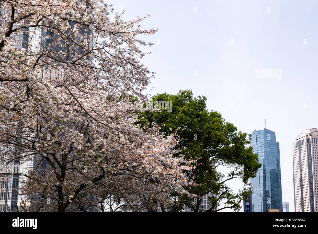 Alti edifici e fiori di ciliegio. Shanghai. Cina, architettura moderna e natura, primavera. Foto Stock
