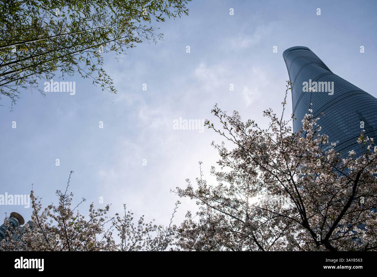 Alti edifici e fiori di ciliegio con vista ad angolo basso. Shanghai. Cina, architettura moderna e natura, primavera. Foto Stock
