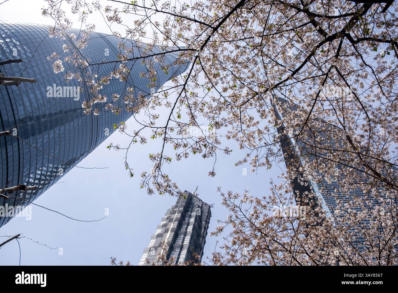 Alti edifici e fiori di ciliegio con vista ad angolo basso. Shanghai. Cina, architettura moderna e natura, primavera. Foto Stock