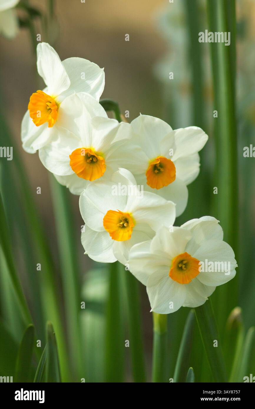 Narciso Avalanche con caratteristici steli a testa multipla che portano fiori pallidi con centri dorati. REGNO UNITO Foto Stock