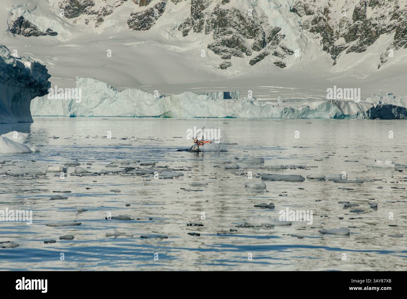 Una foca leopardata prepara un pasto con un pinguino al largo dell'isola di Danco sulla penisola antartica. I sigilli sono predatori apicali. Foto Stock