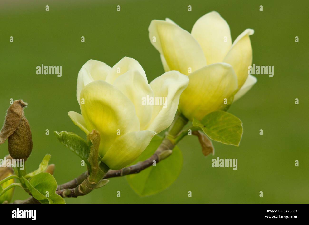Magnolia Lois. Caratteristici fiori a forma di coppa di giallo pallido di Magnolia Lois, un albero ornamentale in primavera, Regno Unito. Foto Stock