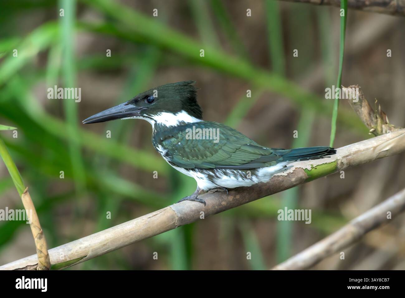 Amazon Kingfisher, Chloroceryle amazona, adulto singolo arroccato sulla diramazione sull'acqua, Laguna de Lagarto, Costa Rica, 2 aprile 2025 Foto Stock
