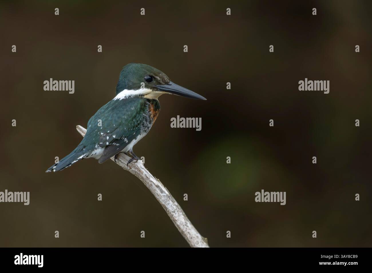Amazon Kingfisher, Chloroceryle amazona, adulto singolo arroccato sulla diramazione sull'acqua, Laguna de Lagarto, Costa Rica, 2 aprile 2025 Foto Stock