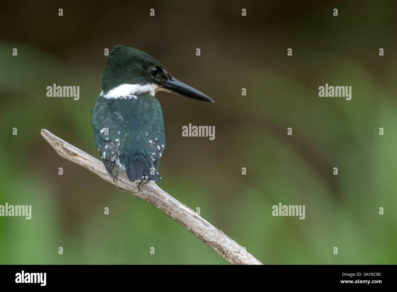 Amazon Kingfisher, Chloroceryle amazona, adulto singolo arroccato sulla diramazione sull'acqua, Laguna de Lagarto, Costa Rica, 2 aprile 2025 Foto Stock