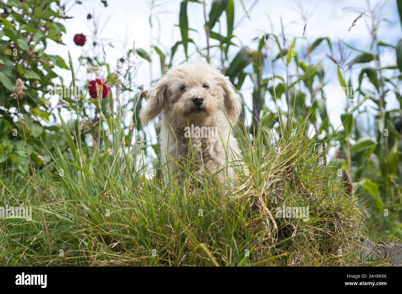 Un simpatico cane esplora con gioia un campo verde pieno di fiori vibranti, perfetto per le avventure degli amanti della natura Foto Stock