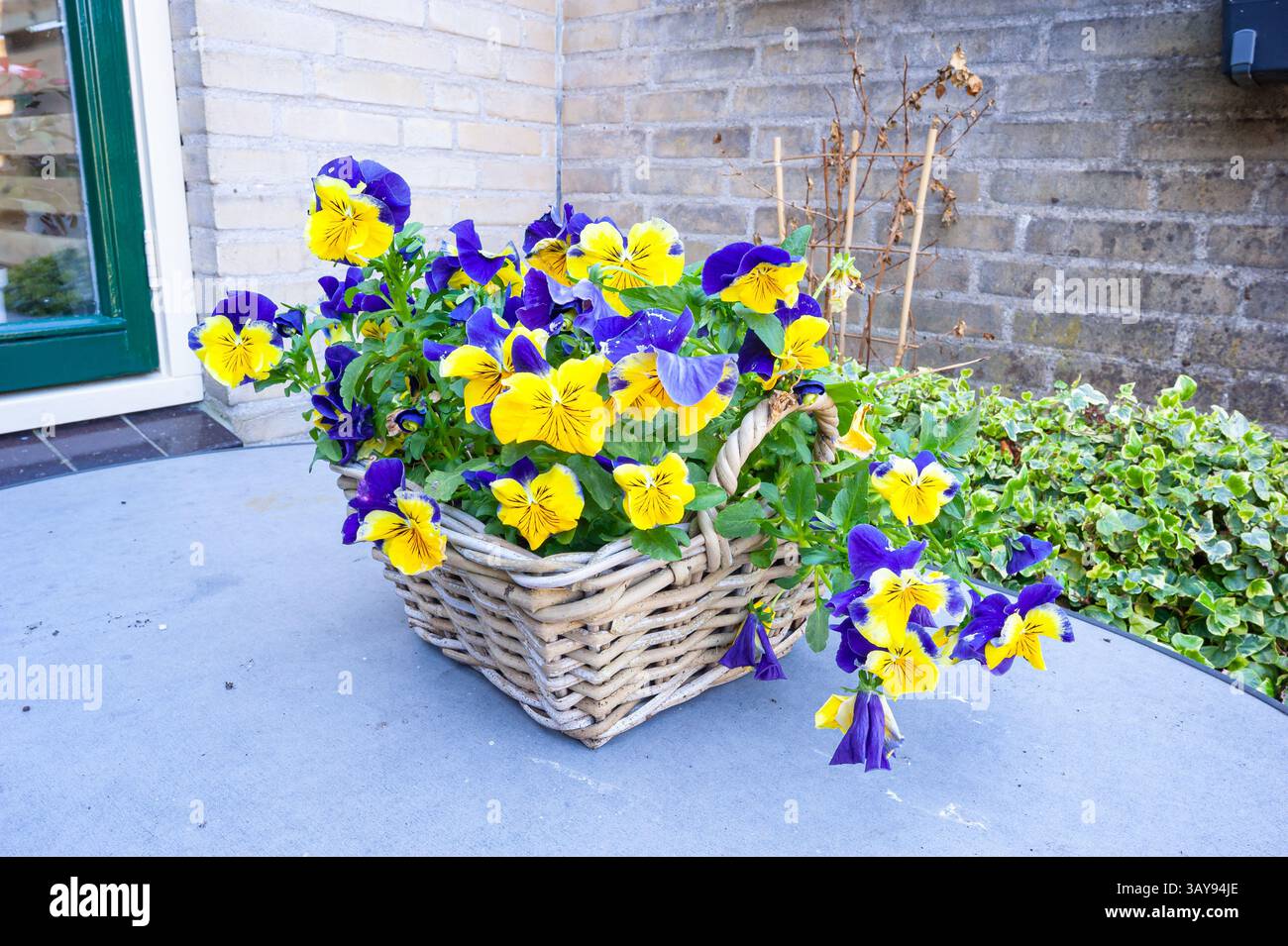 Fiori di pansia decorativi di colore giallo-viola in un cestino di vimini Foto Stock