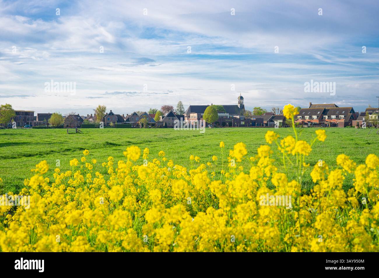 Vista del villaggio di Waarder, provincia di Zuid-Holland, Paesi Bassi, con colza gialla in primo piano. Foto Stock