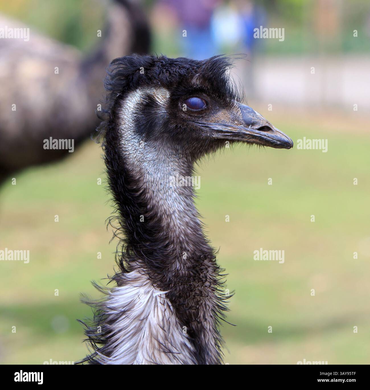 Primo piano del viso e del collo di un'UEM, su uno sfondo naturale sfocato, sono il secondo uccello vivente più grande e possono correre a velocità sostenuta Foto Stock