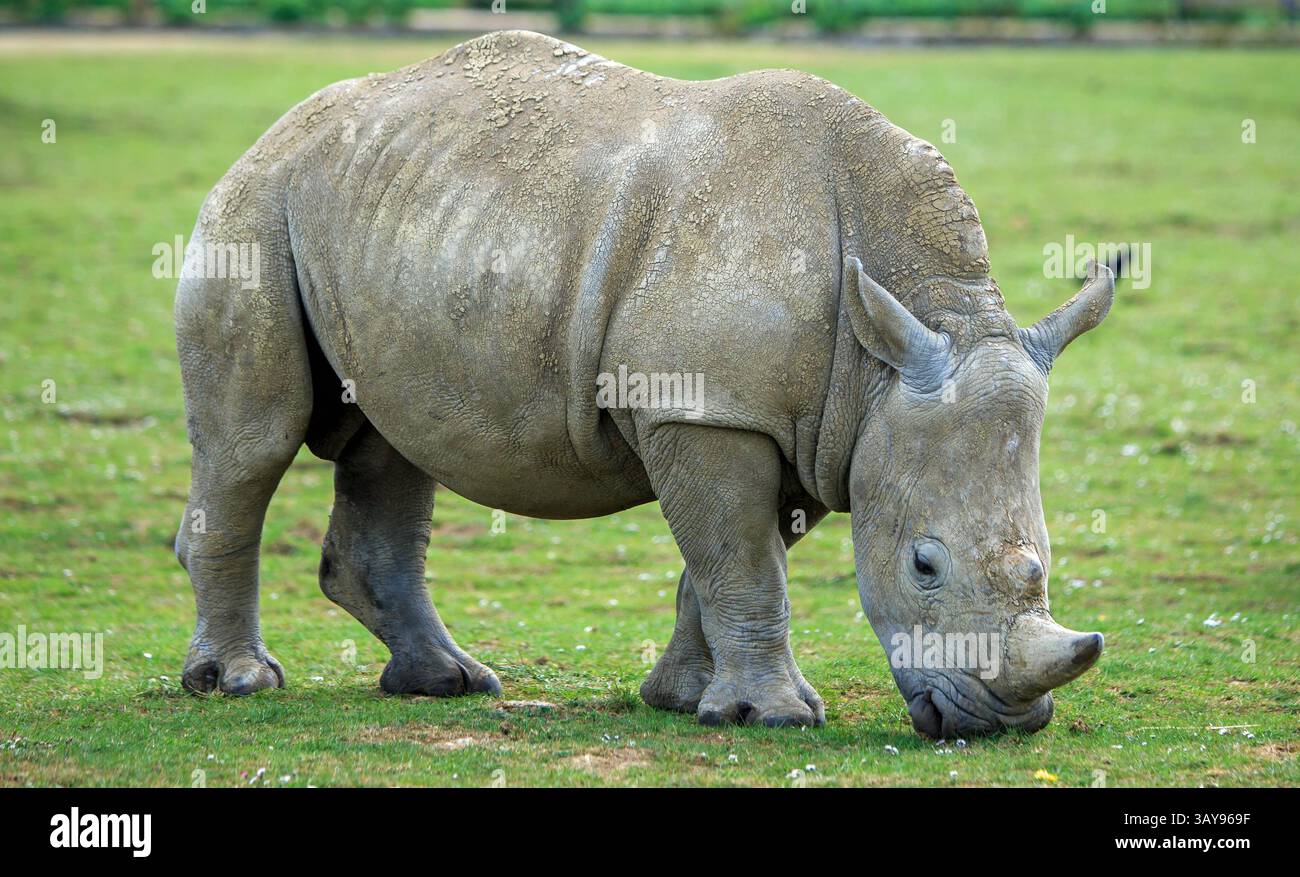 Vista ravvicinata di un rinoceronte bianco corposo, noto anche come labbra quadrate a causa della forma della sua bocca. Il Rhino sta navigando su una lussureggiante erba verde, Foto Stock