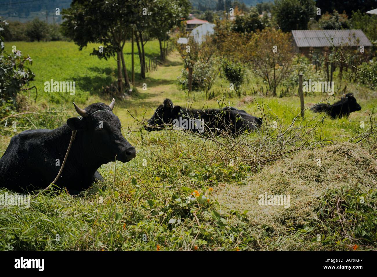 Un gruppo di mucche nere può essere visto pascolare pacificamente in un lussureggiante campo verde sotto un cielo blu limpido Foto Stock