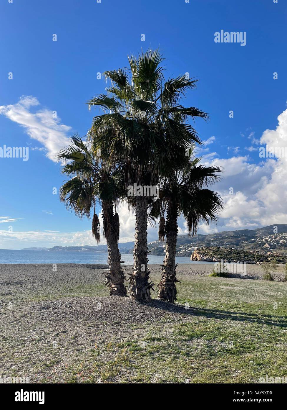 Un gruppo di tre palme sulla spiaggia di Salobreña, Granada, Spagna, contro un cielo per lo più blu durante il mese di dicembre. Foto Stock