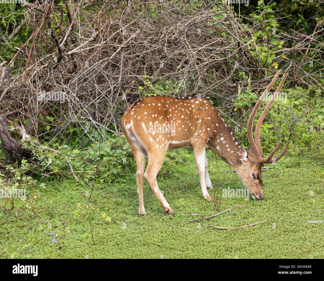 Un cervo maculato nel Parco Nazionale di Yala nello Sri Lanka Foto Stock