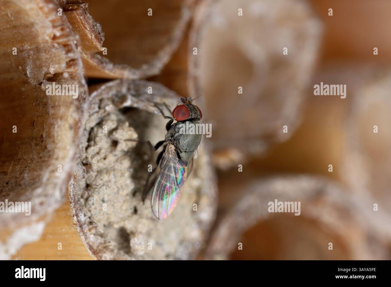 Drosophilidae fly, Houdini fly, Cacoxenus indagator, parassita foraggio di Osmia bicornis presso l'hotel degli insetti, un insetto si avvolge su un tubo di canne inondato di argilla. Foto Stock
