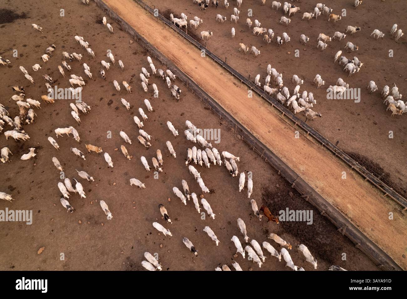 Vista aerea con droni dell'allevamento di bestiame nella regione della foresta pluviale amazzonica, Para, Brasile. Concetto di agricoltura, ambiente, ecologia, economia, esportazione di carne. Foto Stock