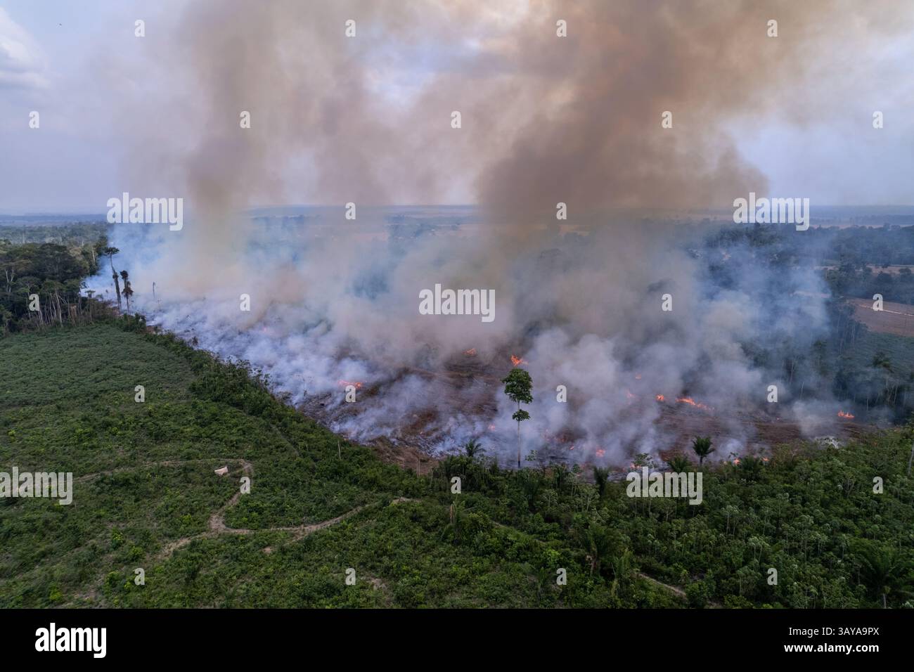 Alberi della foresta pluviale amazzonica in fiamme nella deforestazione illegale per liberare la terra per l'allevamento di soia e per l'allevamento di bestiame. Concetto di ambiente, ecologia, clima. Foto Stock