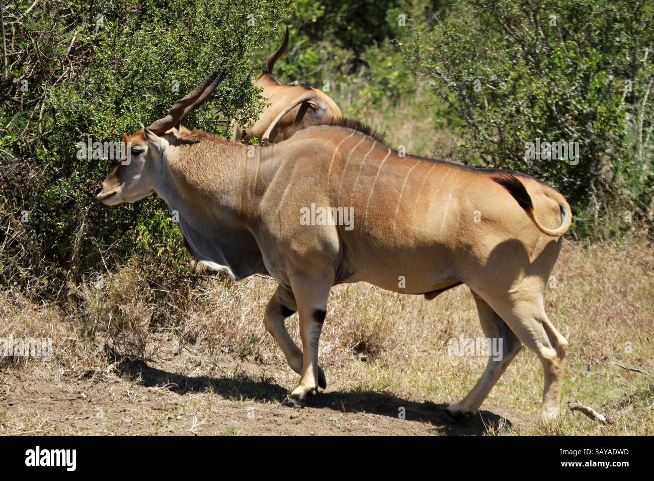 Eland, Mugie Wildlife Sanctuary, Kenya Foto Stock