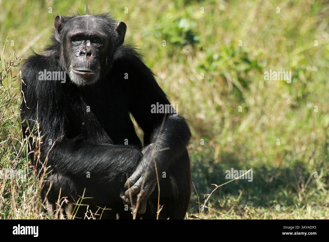 Scimpanzé comune, Ol Pejeta Conservancy, Kenya Foto Stock