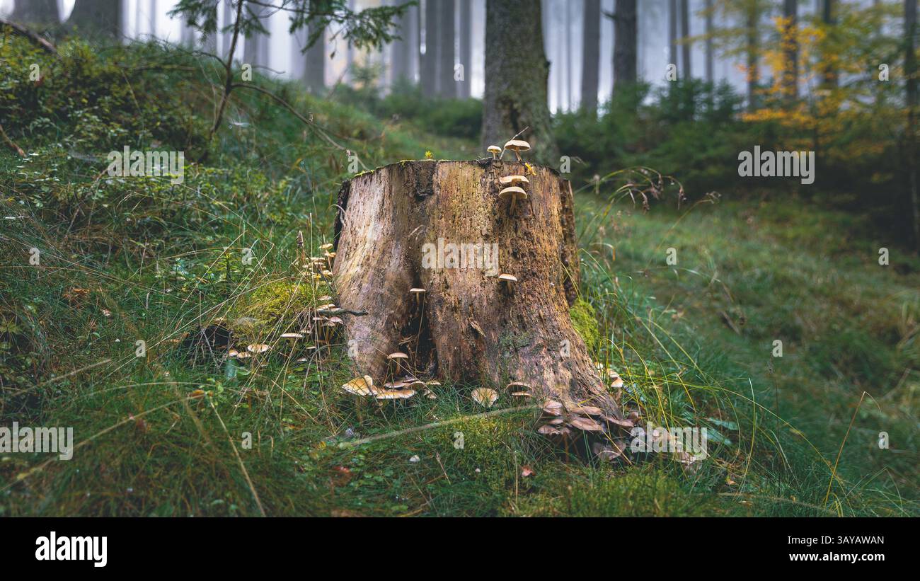 Funghi che crescono su un tronco di albero nel bosco, Austria Foto Stock