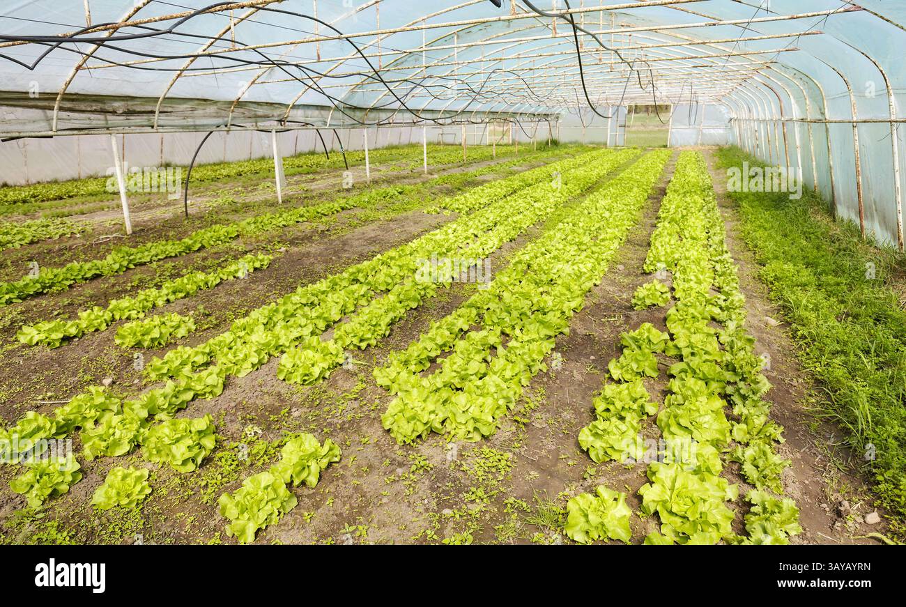 Verdure biologiche coltivate in un tunnel di alluminio. Foto Stock