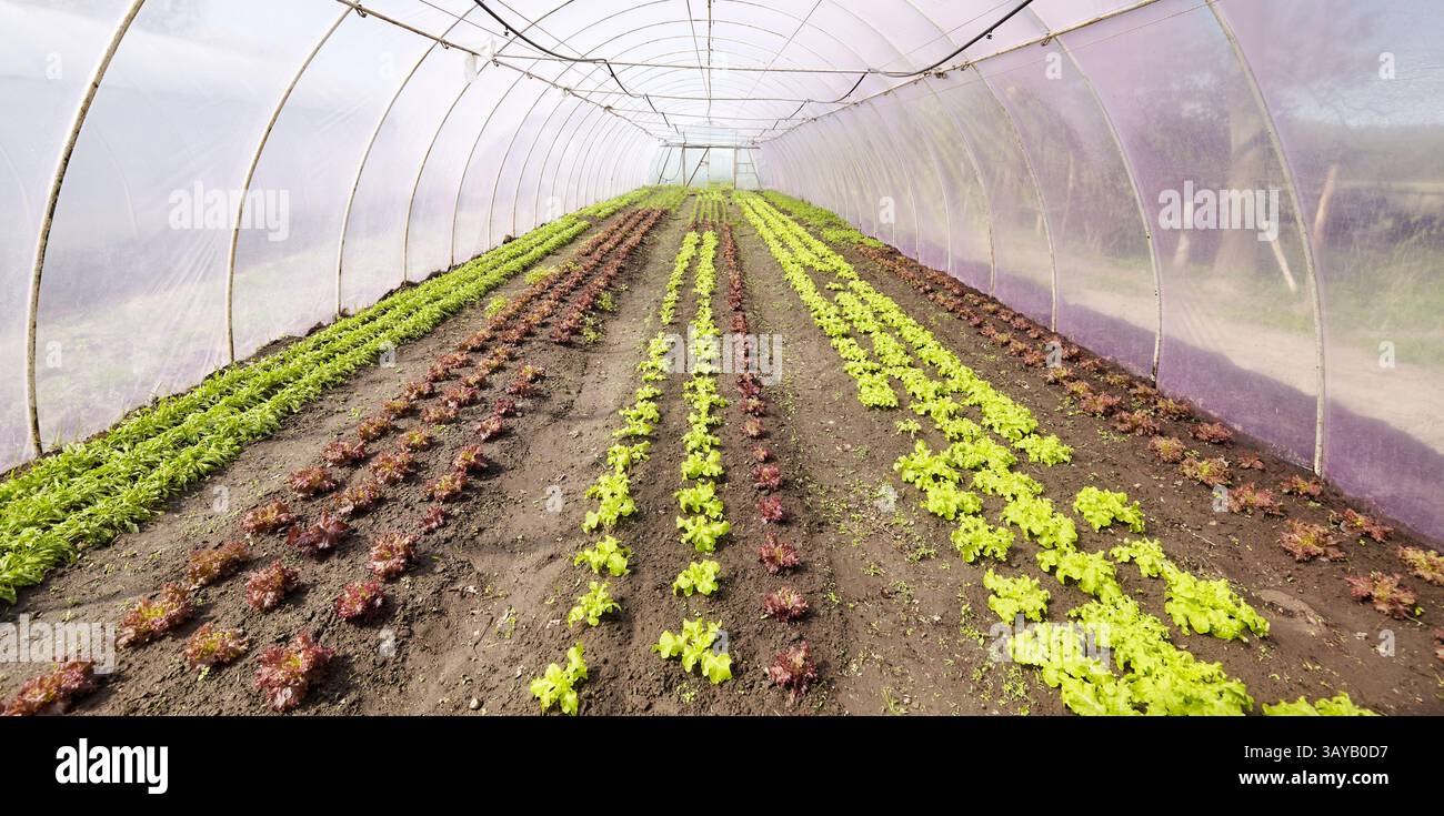 Verdure biologiche coltivate in un tunnel di alluminio. Foto Stock