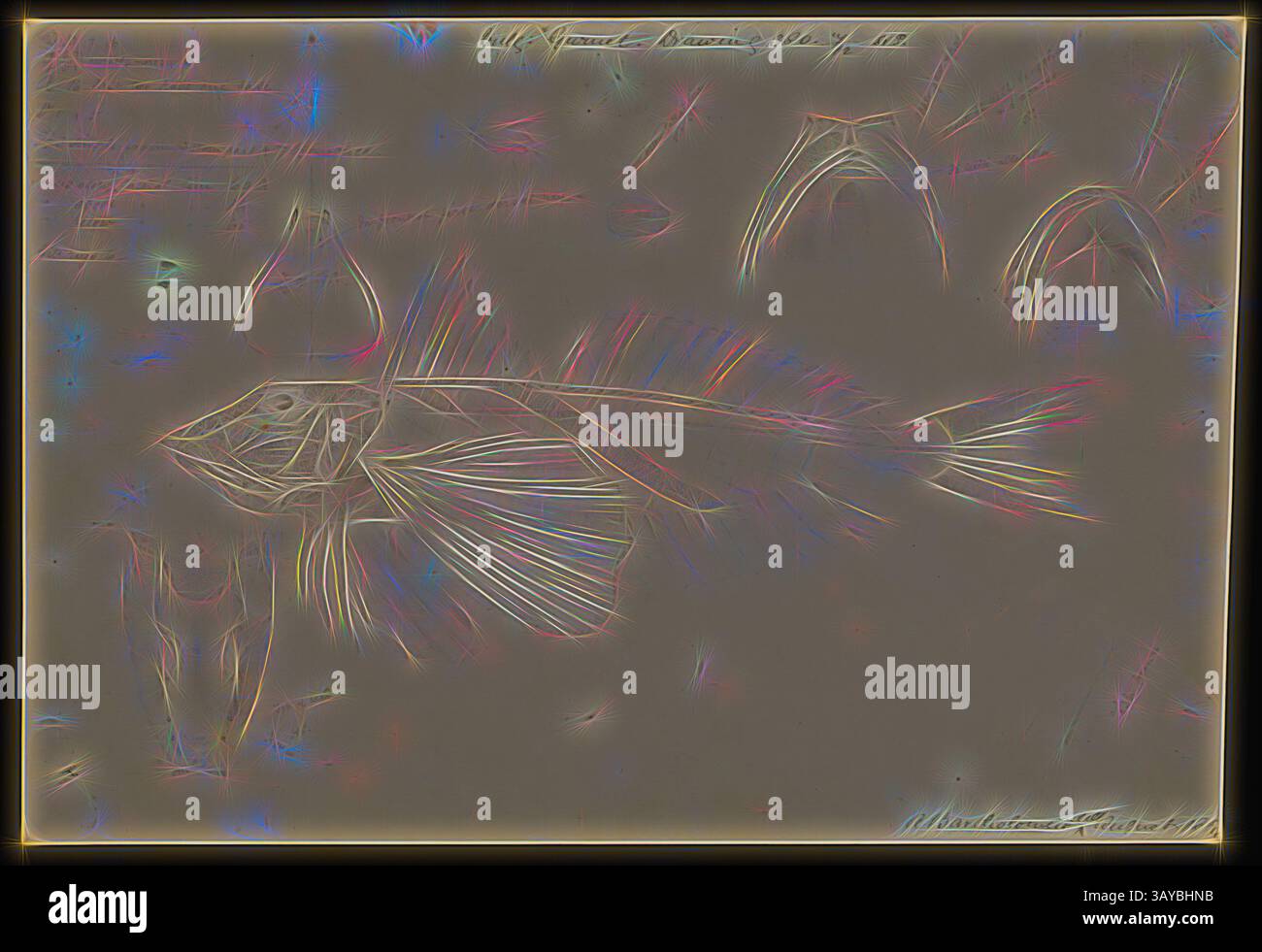 Un'intricata illustrazione di un pesce, che mostra caratteristiche dettagliate come le pinne e la struttura del corpo, circondato da schizzi stilizzati e note relative alla sua anatomia., illustrazione Pencill - Red Gurnard, Chelidonichthys kumu, Arthur Bartholomew, illustrazione a matita di un Gurnard rosso, Chelidonichthys kumu, di Arthur Bartholomew, commissionata da Frederick McCoy come parte della sua ricerca zoologica. Questa illustrazione fa parte della collezione Prodromus molto più grande. Molte delle illustrazioni originali della collezione hanno informato la produzione dell'opera in due volumi "il Prodromus della Zoologia" Foto Stock