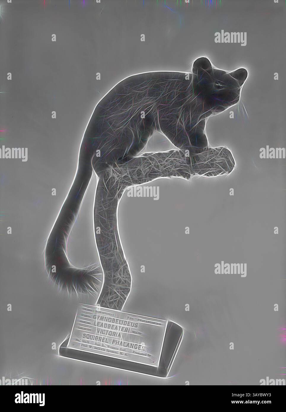 Una scultura stilizzata di uno scoiattolo che scivola nell'aria, appollaiata graziosamente su un ramo. La sua forma elegante e la coda avvelenata trasmettono un senso di movimento e agilità, mentre una placca alla base fornisce il nome della specie. Glass negative - Leadbeater's Possum, National Museum of Victoria, circa 1900, una delle 2.772 immagini della A.J. Campbell Collection, che consiste di stampe in bianco e nero e negativi di vetro presi da Archibald James Campbell., arte classica con un tocco moderno reinventato da Artotop Foto Stock
