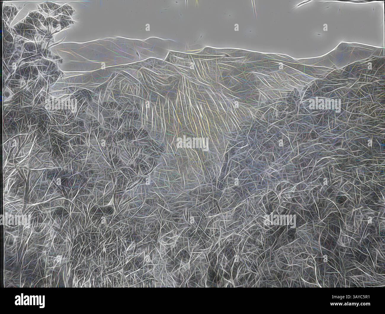 Un paesaggio aspro presenta un mix di fitte fogliame in primo piano, che si trasforma in colline ondulate sullo sfondo, ogni elemento evidenziato da linee e texture intricate. Lantern Slide - Mt Difficult, Grampians, Victoria, Date Unknown, immagine in bianco e nero tratta da Mt Difficult nei Grampians che guardano a sud sulle alte vette, fotografata da A.J. Campbell. Uno dei tanti che formano la A.J. Campbell Collection tenuta dal Museum Victoria., arte classica con un tocco moderno reinventata da Artotop Foto Stock