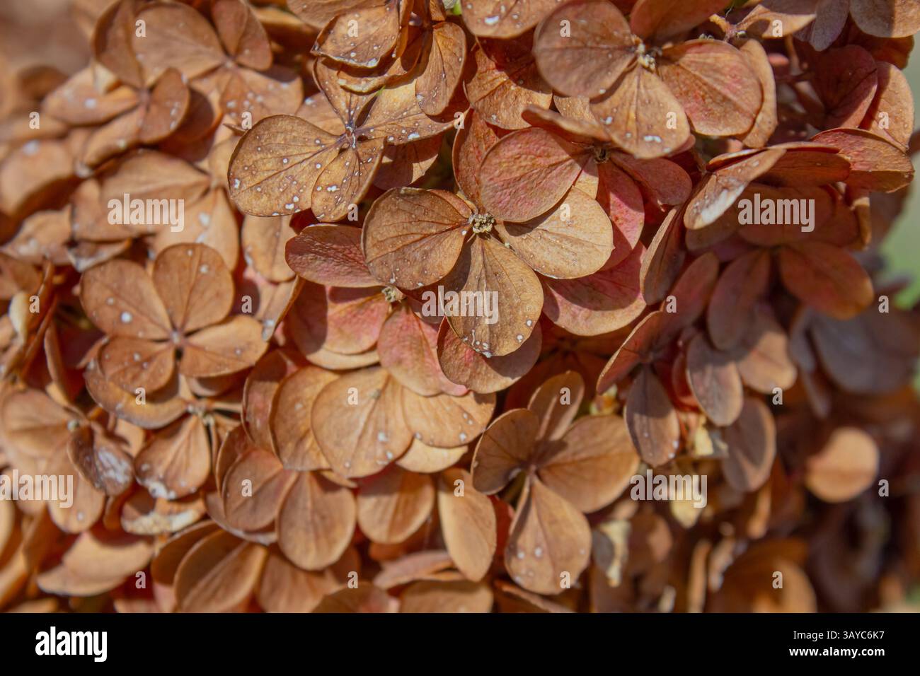 Primo piano di fondo di fiori di Ortensia secchi. Sfondo naturale. Dimostrando il colore dell'anno 2025. Foto Stock
