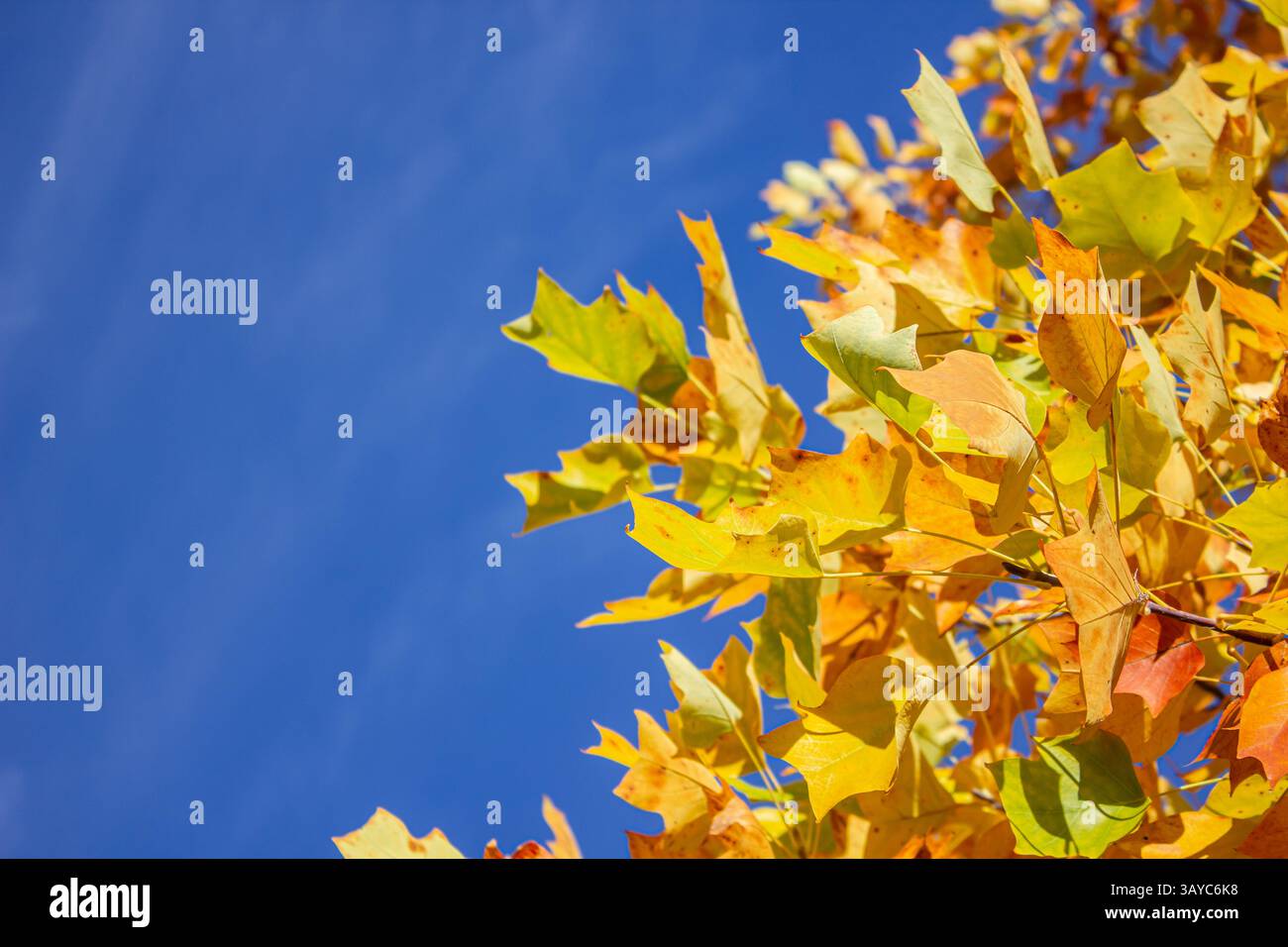 Foglie dorate gialle di un Tulipano Liriodendron tulipifera contro il cielo blu alla luce del sole con spazio copia. Sfondo naturale con posizione per il testo Foto Stock