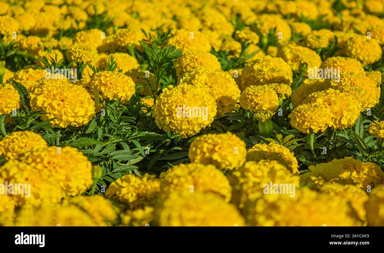 Giallo Tagetes Patula Marigold francese in fiore, soffici fiori gialli, foglie verdi piante in piena fioritura. Foto Stock