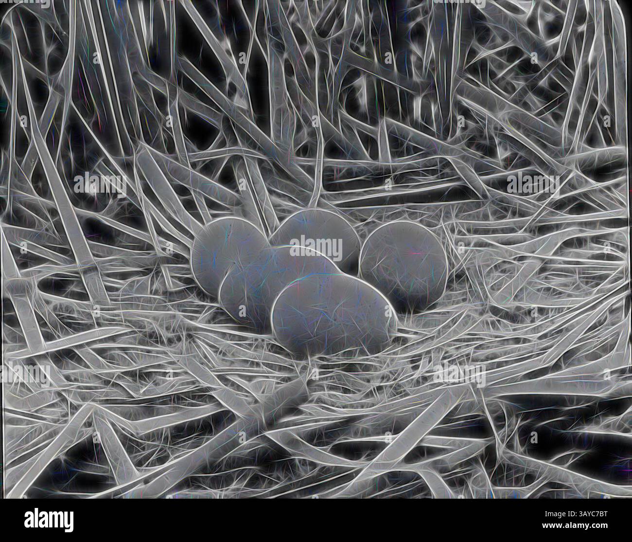 Un gruppo di uova incastonato tra delicati fili d'erba intrecciati, creando un ambiente naturale sereno. Lantern Slide - Bitten Nest & Eggs, Australia, Date Unknown, immagine in bianco e nero del nido di un morso contenente cinque uova, fotografata da A.J. Campbell., arte classica con un tocco moderno reimmaginata da Artotop Foto Stock