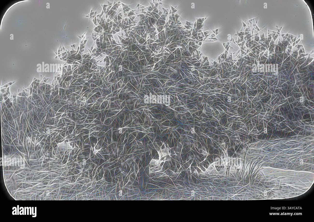 Un gruppo di fitte fogliame con texture intricate che creano un'atmosfera morbida ed eterea. Lantern Slide - Fruit Laden Tree, Australia, Date Unknown, immagine in bianco e nero di un albero carico di frutta fotografato da A.J. Campbell., arte classica con un tocco moderno reinventata da Artotop Foto Stock