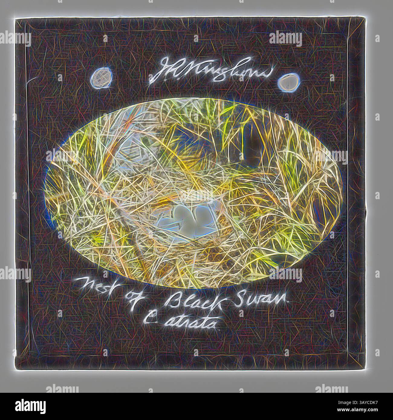 Un nido che ospita uova azzurre annidate tra erba alta, incorniciate da un profilo delicato. Il nome 'J. Wright' e il titolo 'Nest of Black Swan' sono elegantemente incisi sotto, suggerendo la serena bellezza della natura., Lantern Slide - 'Nest of Black Swan', 1920-1940, lanterna colorata raffigurante il nido e le uova di un cigno nero. Immagine di J. R. Kinghorn, (1891-1983), zoologo, curatore del museo e emittente televisiva. Kinghorn è stato impiegato presso l'Australian Museum di Sydney tra il 1907 e il 1956. Arte classica con un tocco moderno reinventata da Artotop Foto Stock