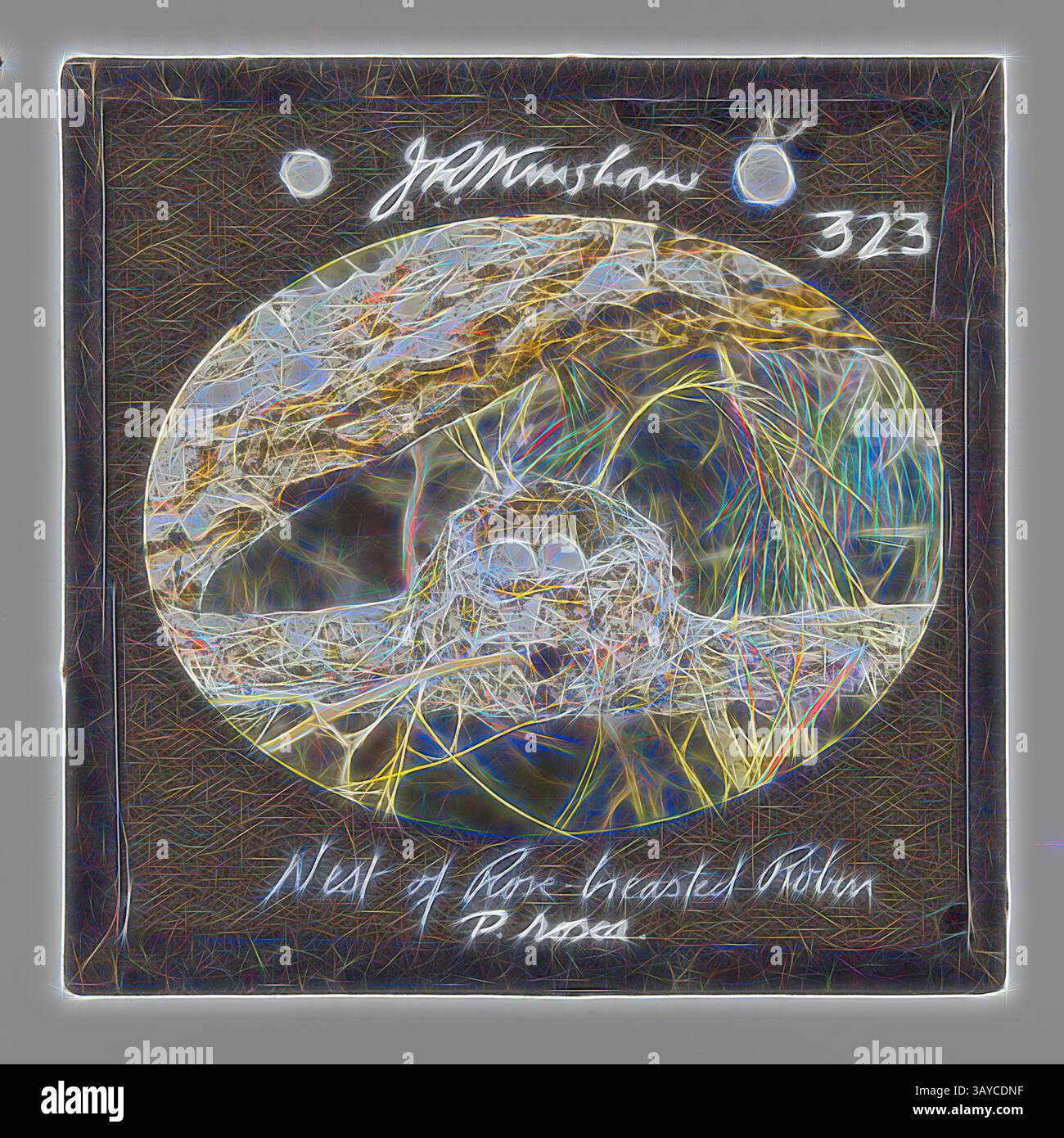 Una rappresentazione stilizzata di un nido appartenente a un robin dal petto di rosa, disegnato in modo complesso con linee e forme vivaci, che catturano l'essenza dell'arte della natura. Il testo include il nome dell'artista e il numero di identificazione. Lantern Slide - 'Nest of Rose-Breasted Robin', 1920-1940, diapositiva lanterna di vetro colorato formato standard raffigurante un nido di robin petto di rosa con due uova situate sul ramo di un albero. Immagine di J. R. Kinghorn, (1891-1983), zoologo, curatore del museo e emittente televisiva. Kinghorn è stato impiegato presso l'Australian Museum di Sydney tra il 1907 e il 1956., arte classica con a Foto Stock