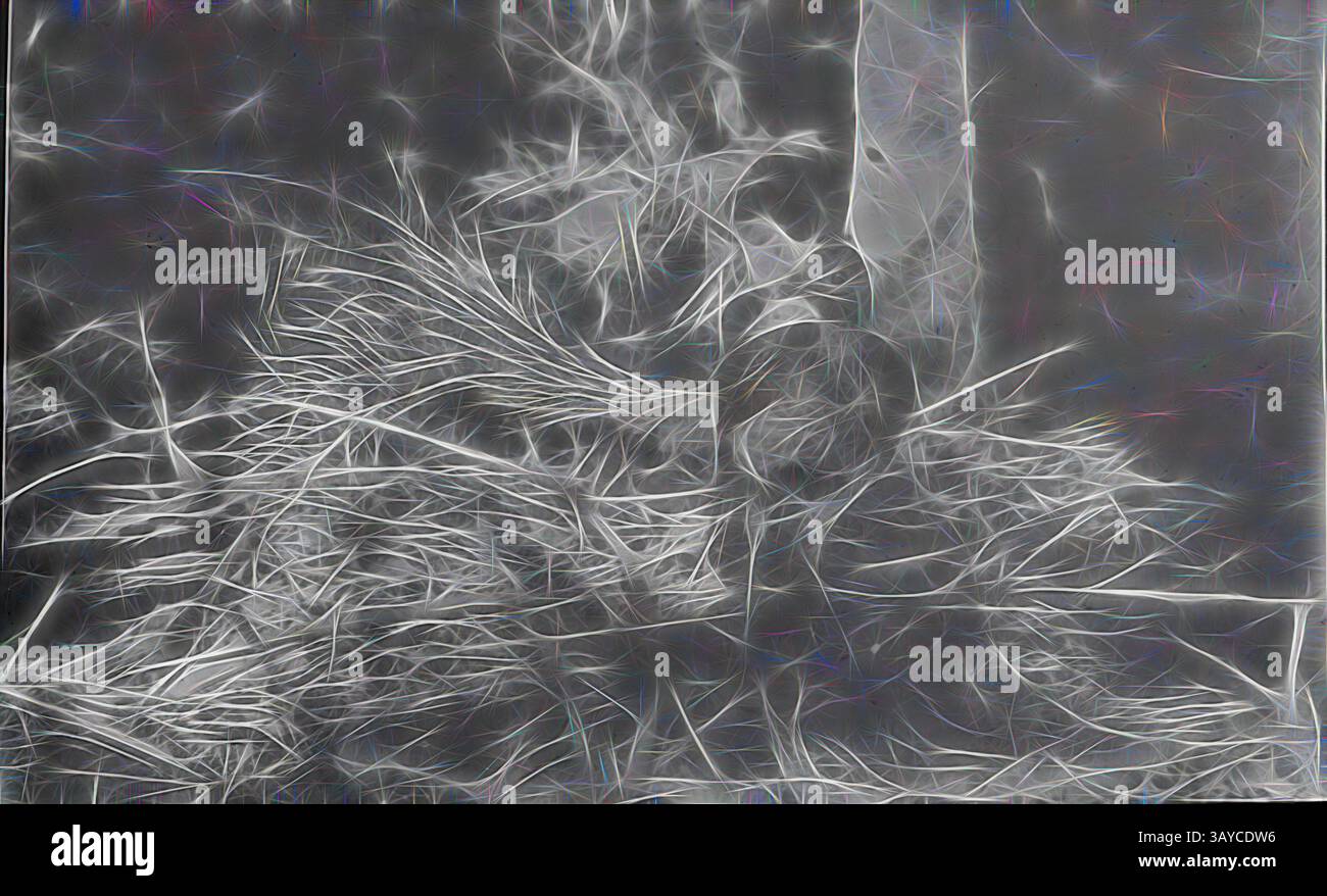 Un groviglio di delicati filamenti wispy intrecciati con un tocco di texture, creando una rappresentazione astratta delle sottili intricate della natura., Lantern Slide - Olinda Bill Lyrebird, Australia, Date Unknown, immagine in bianco e nero dell'olinda Bill Lyrebird fotografata da A.G. Campbell, figlio di A.J. Campbell., arte classica con un tocco moderno reinventata da Artotop Foto Stock