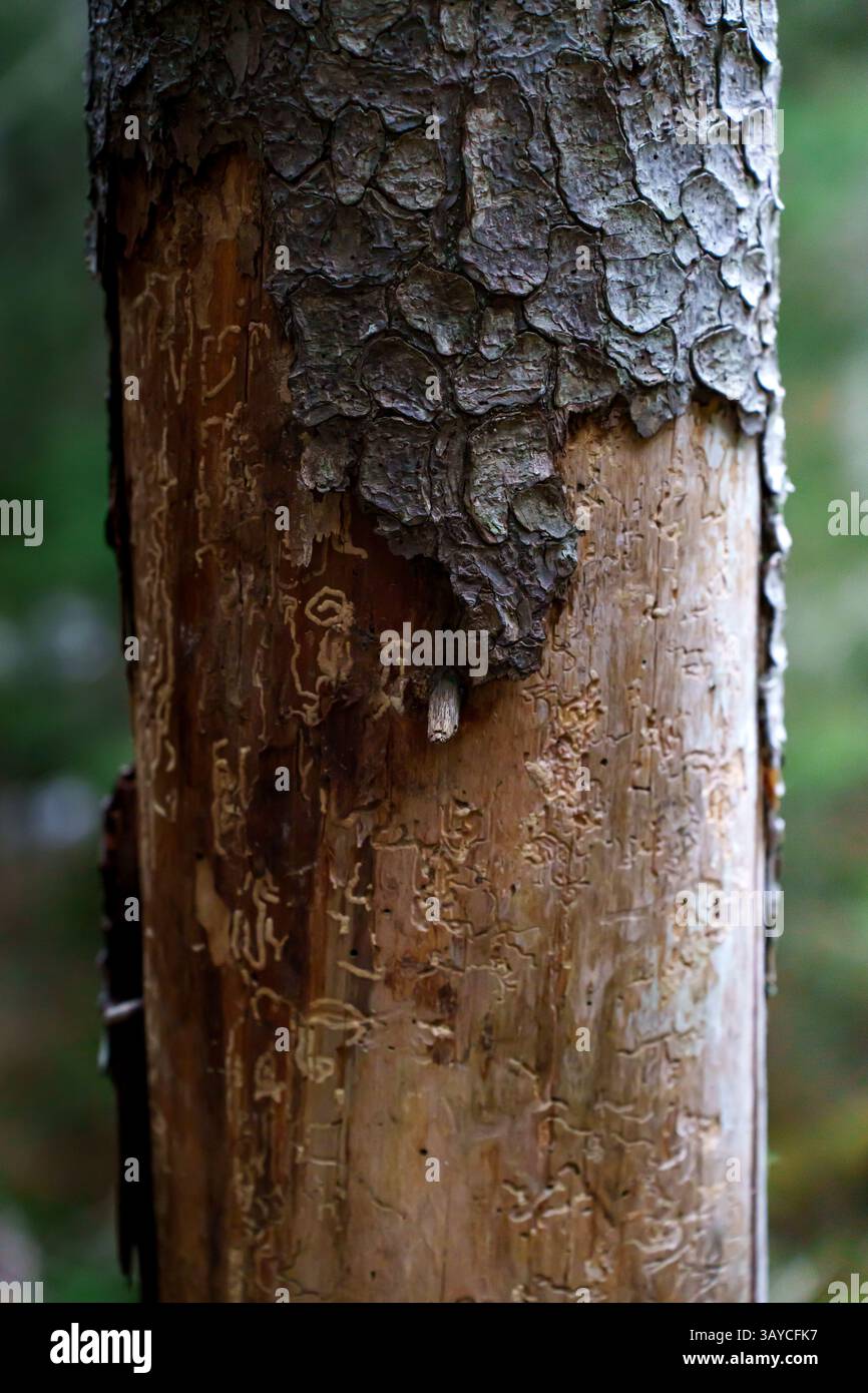 Un vecchio pino con segni nel tronco a causa degli insetti. Foto Stock