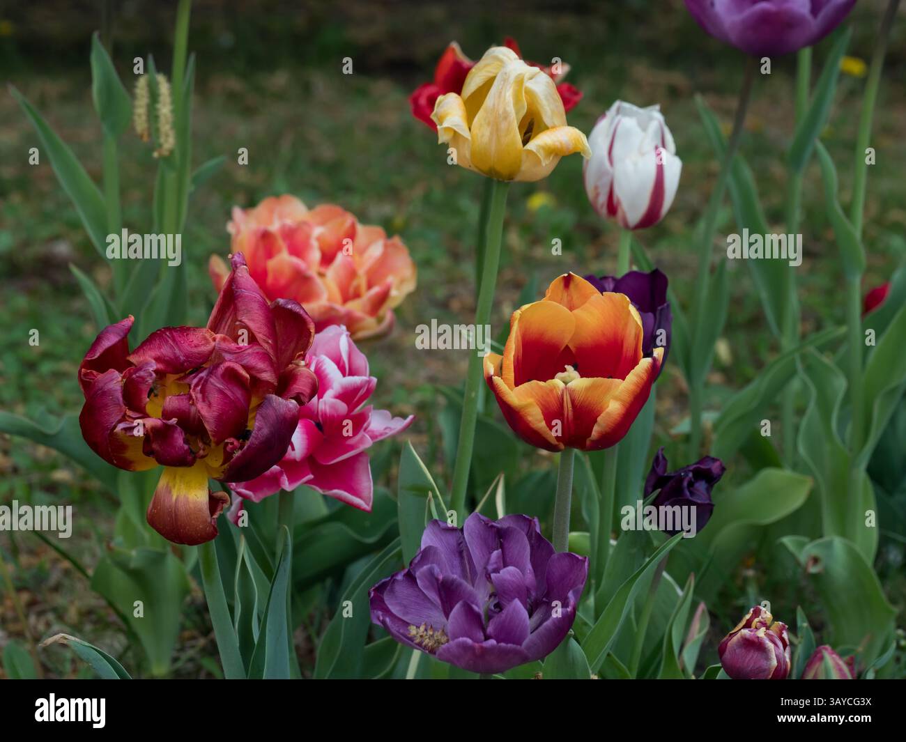 tulipani, fiori multicolori in un ambiente naturale su sfondo verde, piante ornamentali primaverili di forme diverse con gocce di pioggia Foto Stock